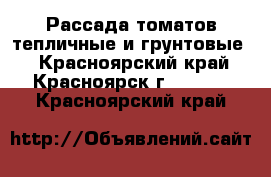 Рассада томатов тепличные и грунтовые  - Красноярский край, Красноярск г.  »    . Красноярский край